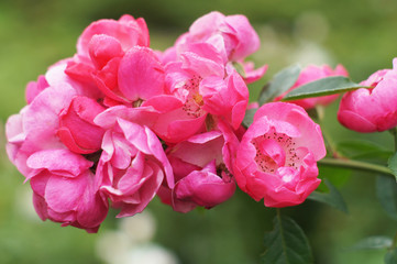 beautiful pink roses with stamens