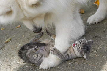 Siberian Samoyed playing with gray cat