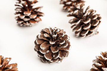 Macro shot of fir tree cone on a white background