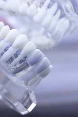 Dental teeth mouth model