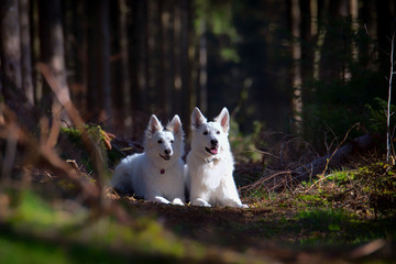 Naklejka na ściany i meble Zwei weiße Schweizer Schäferhunde liegen im Moos im Wald