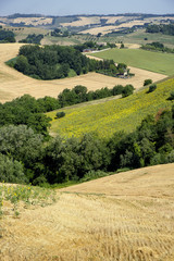 Fototapeta na wymiar Summer landscape near Monterubbiano (Fermo, Marches)