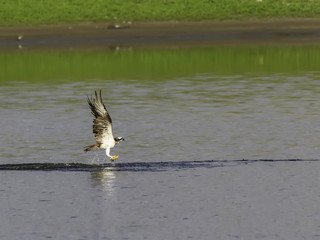 Osprey Catching Fish from a Pond