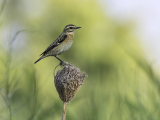 Whinchat Perched on a Plant