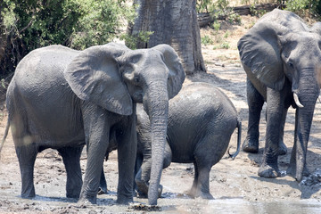 African elephant herd, Loxodonta africana, at waterhole, Hwange National Park, Zimbabwe