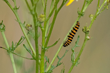 Jakobskrautbär Raupe