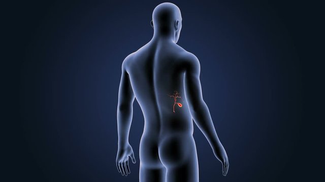 Gallbladder with Body