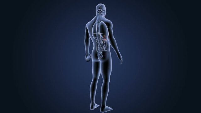 Gallbladder with Organs