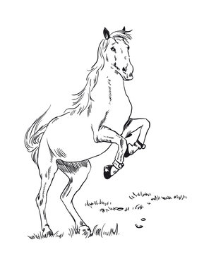 Vector image of an horse on white background. Outline sketch illustration of beautiful arabian horse