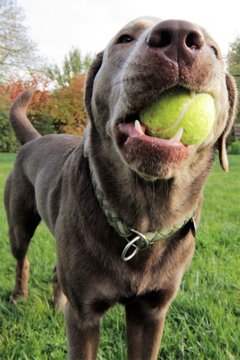Silberlabrador spielt Ball