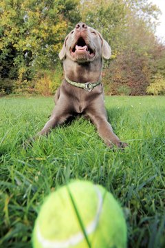 Silberlabrador spielt Ball