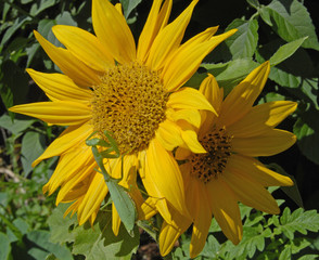 Sunflower with mantis