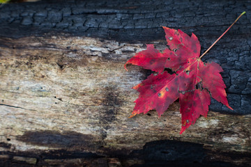 Charred log from forest fire with red leaf and space for text, horizontal aspect