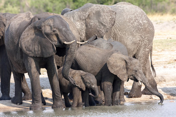 Fototapeta premium African elephant herd, Loxodonta africana, at waterhole, Hwange National Park, Zimbabwe
