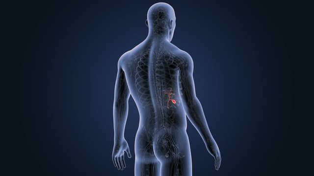 Gallbladder with Circulatory System