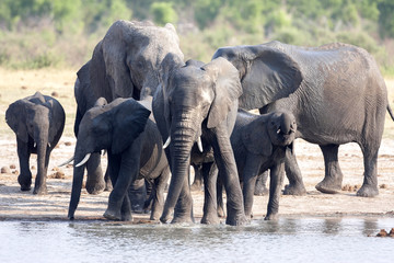 Fototapeta na wymiar African elephant herd, Loxodonta africana, at waterhole, Hwange National Park, Zimbabwe