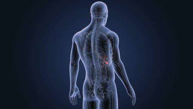 Gallbladder with Anatomy