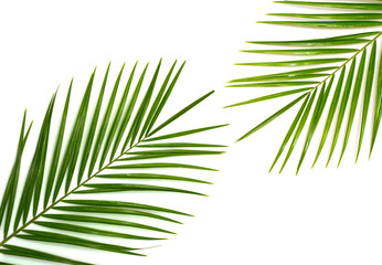 Tropical palm leaf on a white background
