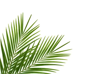 Fototapeten Tropisches Palmblatt auf weißem Hintergrund © urika