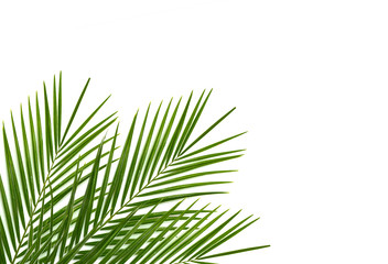 Tropical palm leaf on a white background
