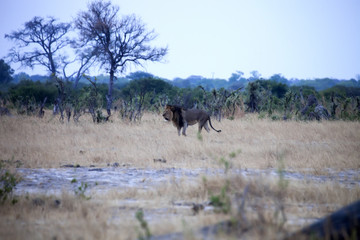 Southwest African lion, Panthera leo bleyenberghi, Hwange National Park, Zimbabwe