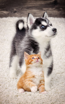 Kitten And Puppy Together