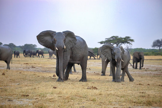 Fototapeta nervous African elephant, Loxodonta africana,  Hwange National Park, Zimbabwe
