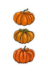 Hand drawn winter squash