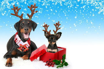 big dog deer puppie horn scarf bells dobermann black lays white background isolate