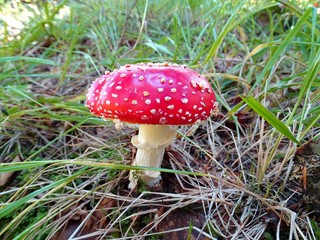 Amanita muscaria in the grass