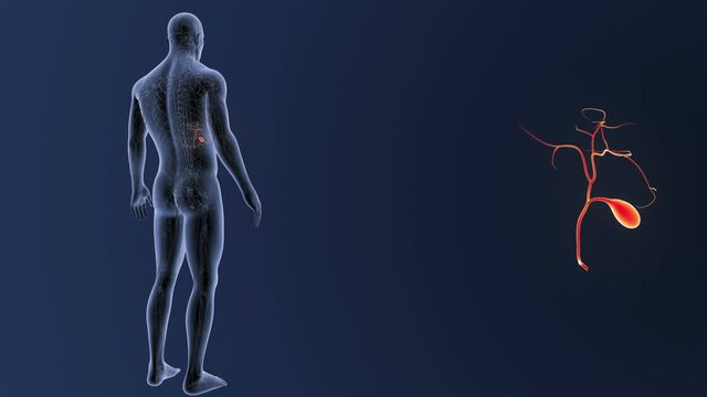 Gallbladder zoom with Circulatory System