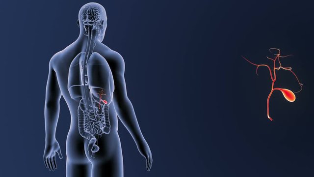 Gallbladder zoom with Organs