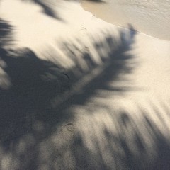 Palm tree shadow on beach