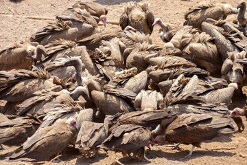 a flock of vultures feeds on a carrion, Zimbabwe