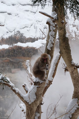 長野県　地獄谷野猿公苑の日本猿