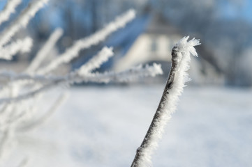 Wintertime in Holland: rozen reed, frost and snow