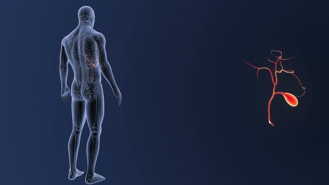 Gallbladder zoom with Anatomy