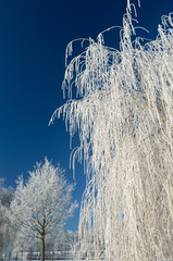 Wintertime in Holland: frost and snow on a big tree
