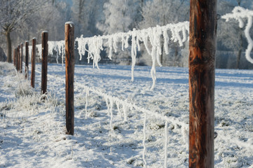 Wintertime in Holland: frozen horse hair on barbed wire fence