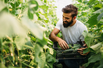 Male farmer picking fresh cucumbers from his hothouse garden
