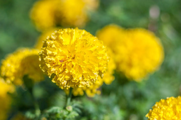 yellow Marigold flowers