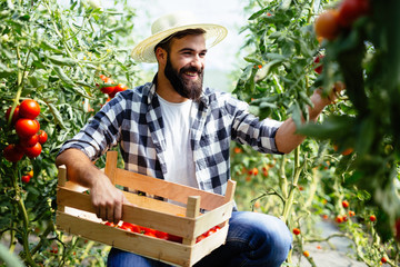 Male farmer picking fresh tomatoes from his hothouse garden