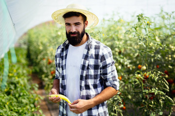 Caucasian farmer picking paprika from his hothouse garden