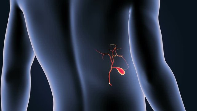 Gallbladder with Body closeup