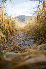 Fototapeta premium Pfad zwischen Grashalmen im Herbst, Froschperspektive
