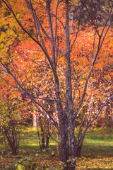 Beautiful autumn forest with different trees. Toned image.