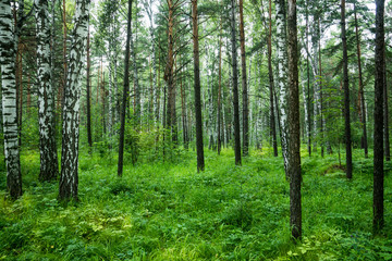 Obraz premium Beautiful summer forest with different trees