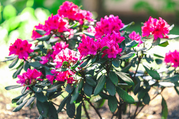 Red rhododendron flowers on green bush