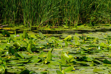 Yellow water flowers (Nuphar Lutea)