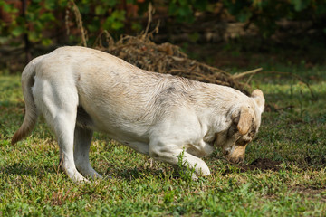 labrador digging